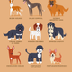 Illustration for article titled Adorable Drawings of Dog Breeds, Grouped By Their Place of Origin